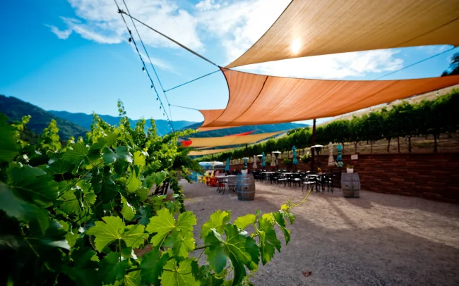 Covered outdoor seating with a view of the estate vineyard at Alamitos