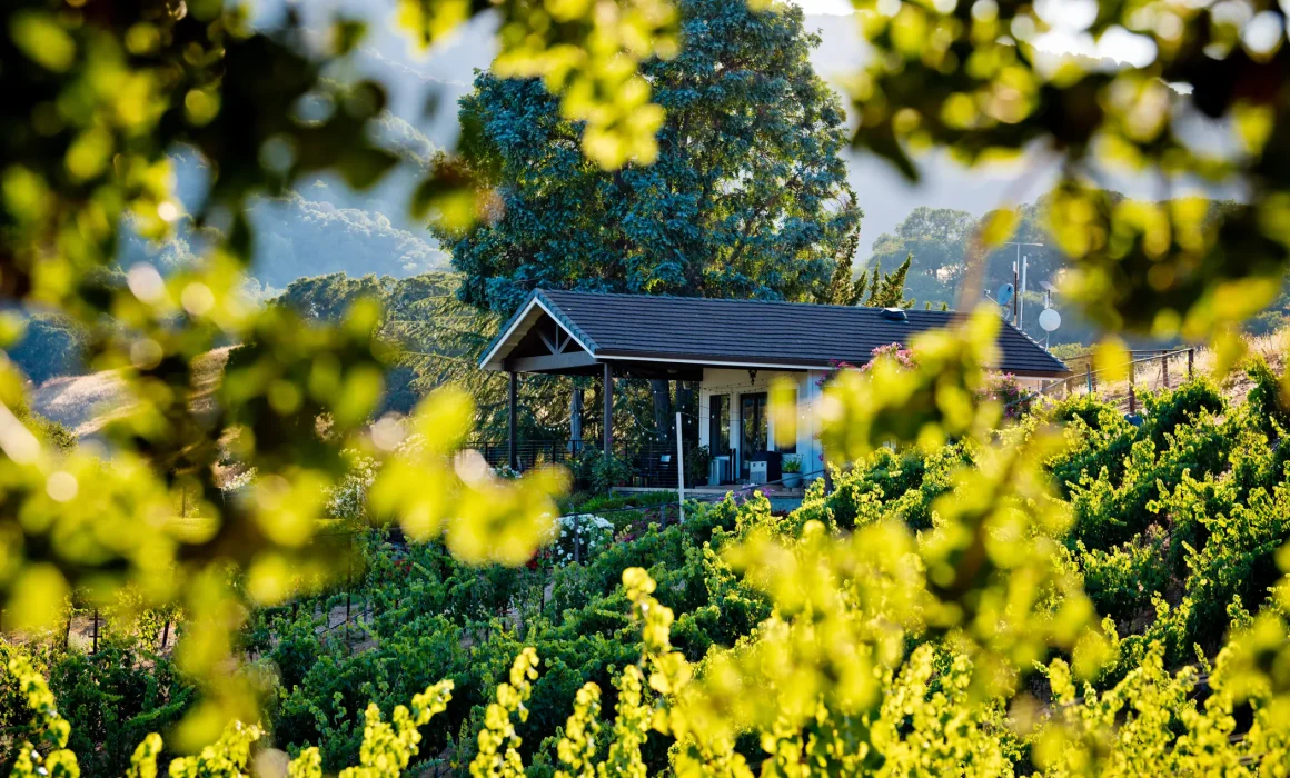 View through the trees at Alamitos Vineyards