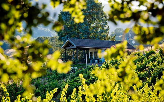 View through the trees at Alamitos Vineyards