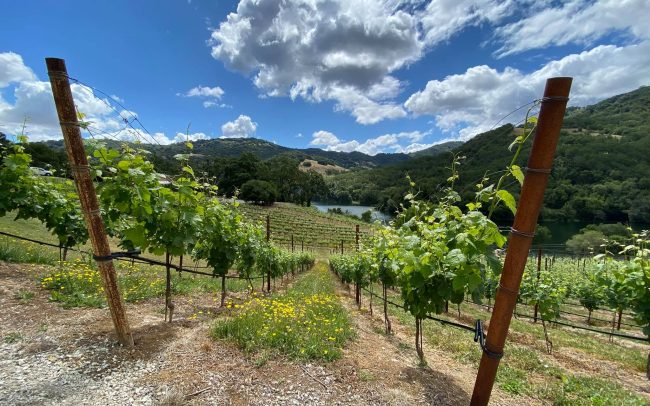 Grapevines